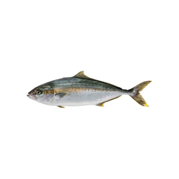 Hiramasa Kingfish 2-3kg ausgenommen in Aquakultur gewonnen Niederlande 2-3 kg