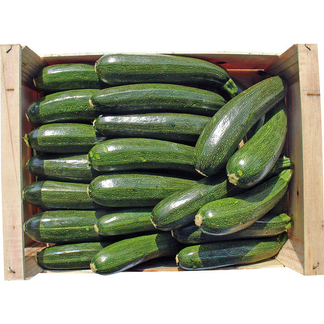 Zucchini grün 5kg           Kl.I ES