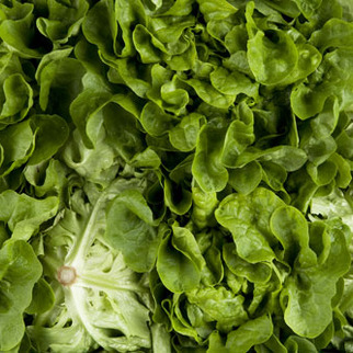 Salat Eichblatt grün CH