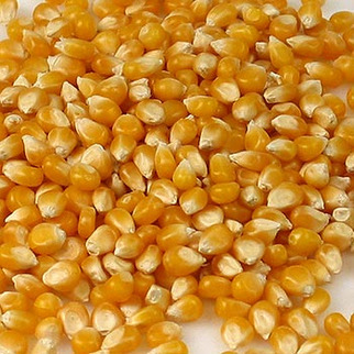BIO Pop Corn Mais 1kg