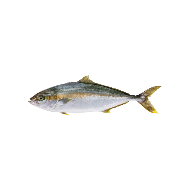 ASC Hiramasa Kingfish ausgenommen in Aquakultur gewonnen Niederlande 800-1300 g