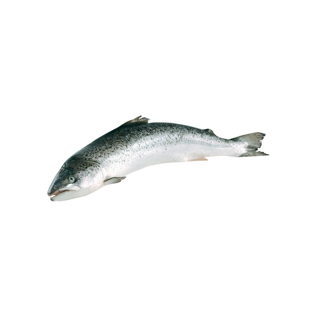 Lachs 4-5kg ausgenommen in Aquakultur gewonnen Norwegen 4-5 kg