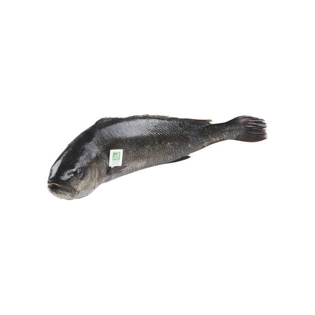Adlerfisch 1-3kg rund in Aquakultur gewonnen Griechenland ca. 1 kg