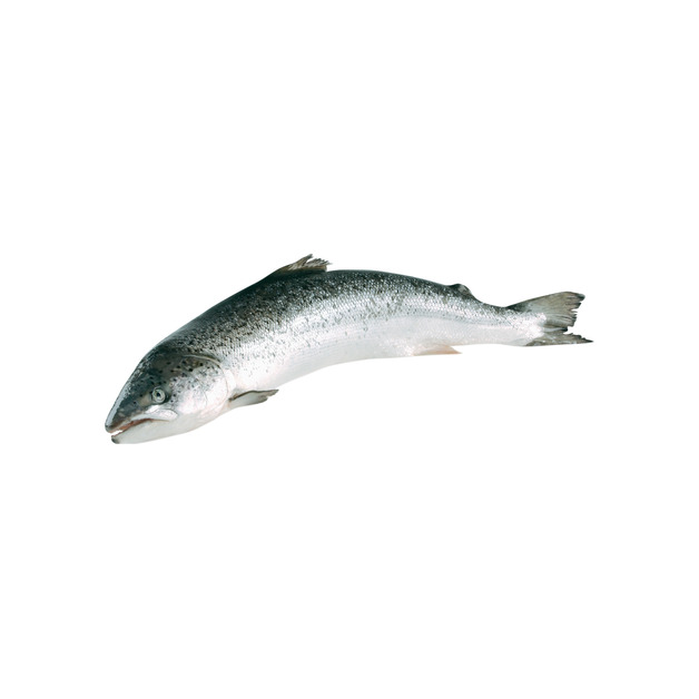 Lachs 3-4kg ausgenommen Ikejime in Aquakultur gewonnen Schottland 3 - 4 kg