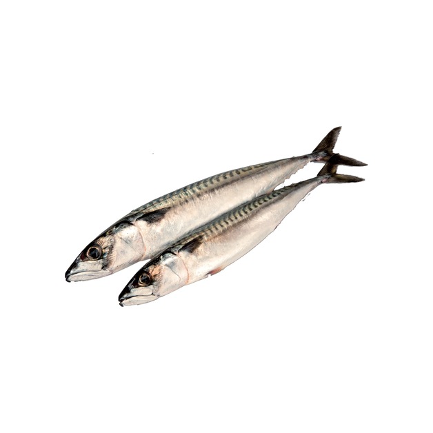 Makrele 400-500g rund Wildfang gefangen im Nordostatlantik ca. 1 kg