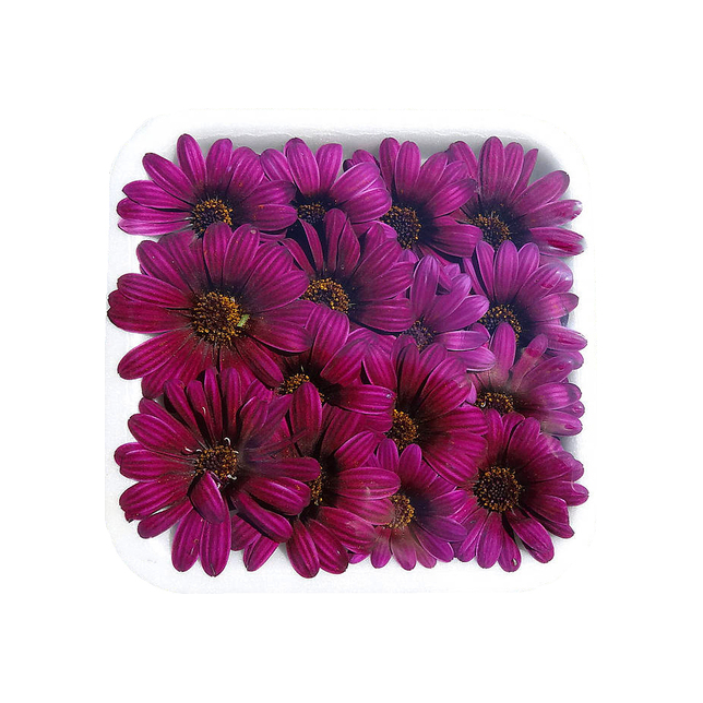 EG Blüten Kapkörbchen violett