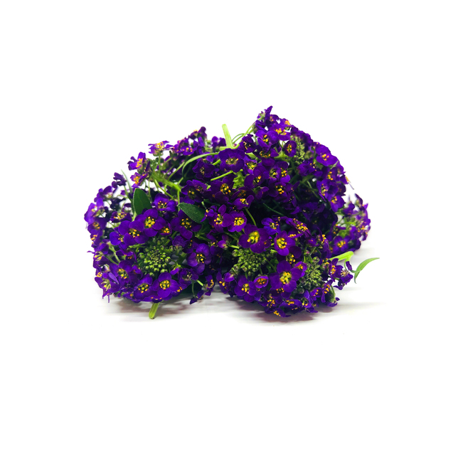 Blüten Duftsteinrich violett