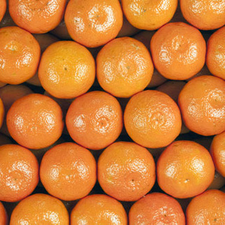 Mandarinen Clementinen SP