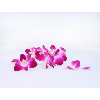 Orchideen Dekoration 100Stk.   NLD    per Karton