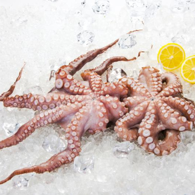 Pulpo/Oktopus in der Tasse 3-4kg  Karton= 4x ca.3,5kg  TK