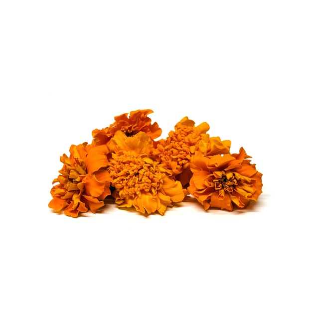 Blüten Tagetes orange