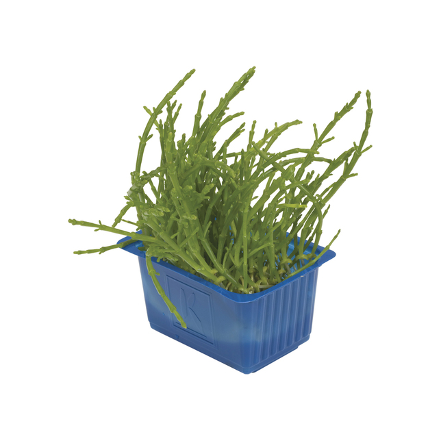 Koppert Cress Salicornia