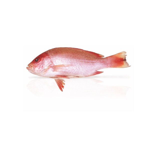 Red Snapper 1-2kg Wildfang gefangen im östlichen indischen Ozean ca. 1 kg