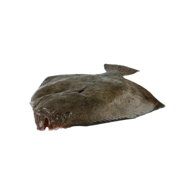 Steinbutt 5-7kg Wildfang gefangen im Nordostatlantik ca. 1 kg