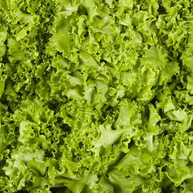 Batavia Salat grün BIO
