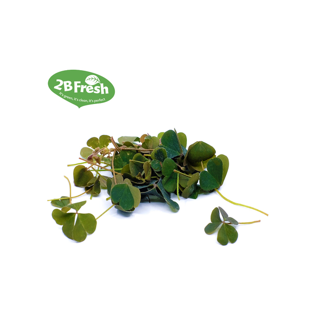 Micro Leaves Oxalis grün (Sauerklee) 15
