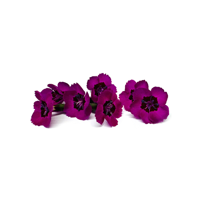 Blüten Nelken violett