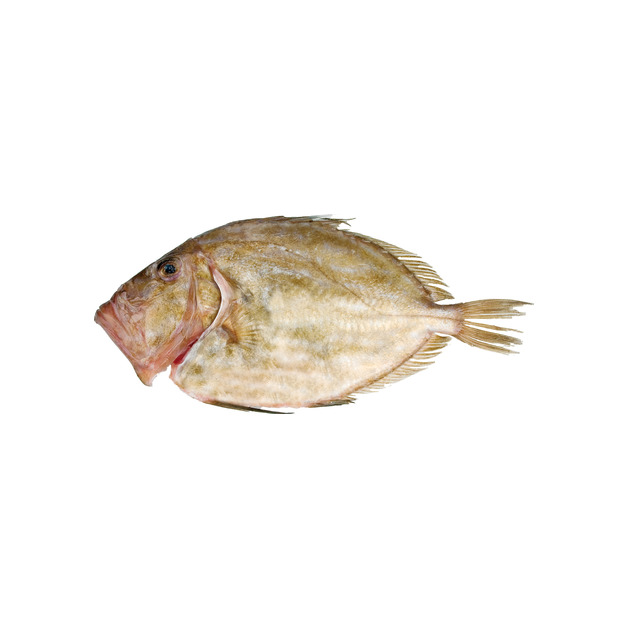 St. Petersfisch 1-2kg Wildfang gefangen im Nordostatlantik ca. 1 kg