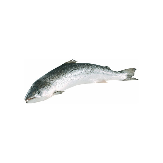 Fjordforelle 3-4kg ausgenommen in Aquakultur gewonnen Norwegen ca. 3 kg