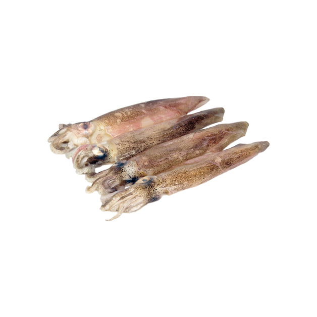Gemeiner Kalmar aufgetaut gefangen im Südwestatlantik ca. 1 kg