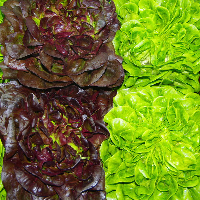 Salanova Kopfsalat Mix 8er