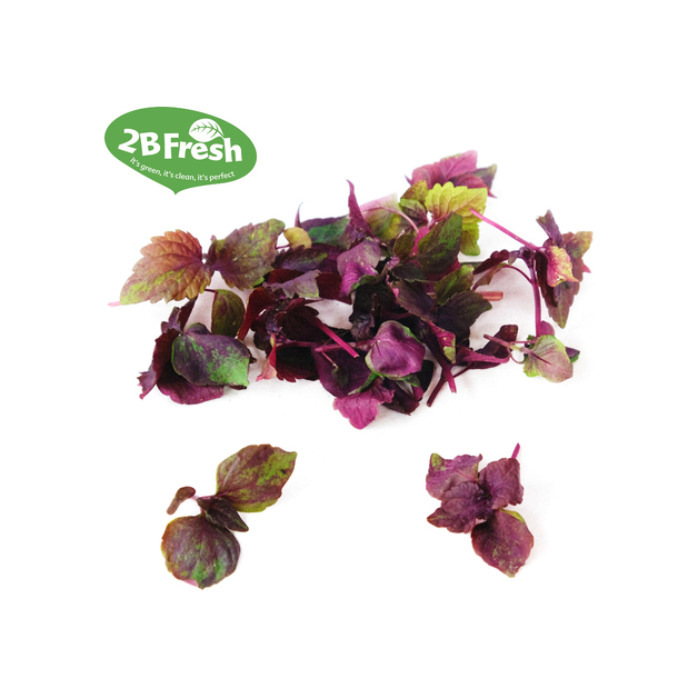 Micro Leaves Shiso rot 30 g