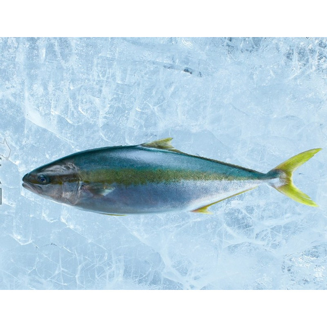 Kingfish/Hiramasa ca. 3-4kg