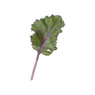 Baby Leaf Kale rot 250 g