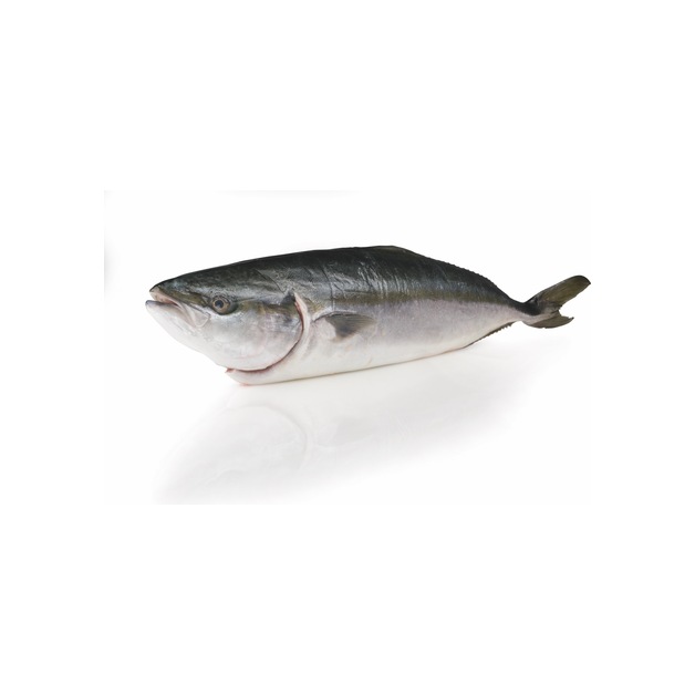 Hamachi 2-3kg mit Kopf in Aquakultur gewonnen Japan 2-3 kg
