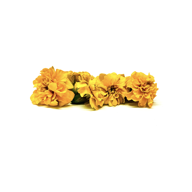 Blüten Tagetes gelb