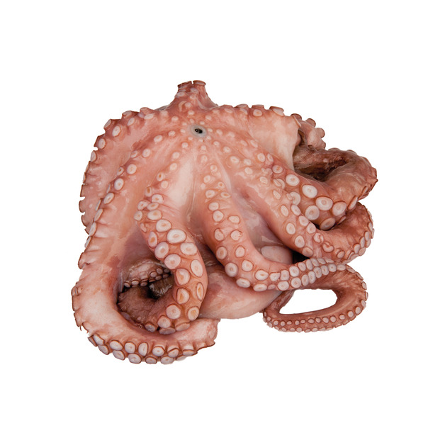 Octopus Pulpo Blume Auftau Ware 1-1,2KG gefangen im Mittelmeer ca. 1 kg