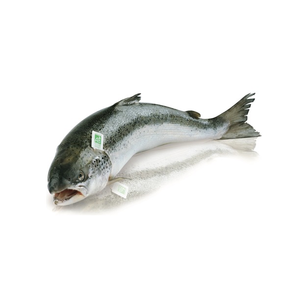 Bio Lachs 4-5kg ausgenommen in Aquakultur gewonnen Norwegen 4-5 kg