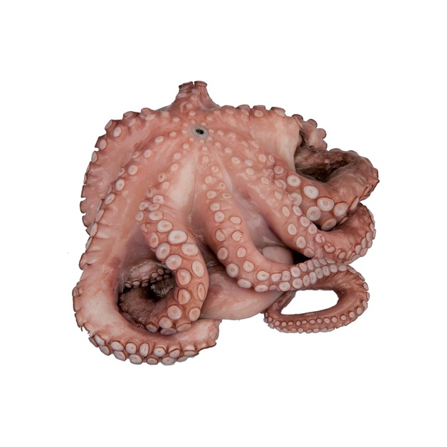 Octopus Blume TK 800-1200g gefangen im mittleren Ostatlantik FAO 34, tiefgekühlt ca. 800-1200 g