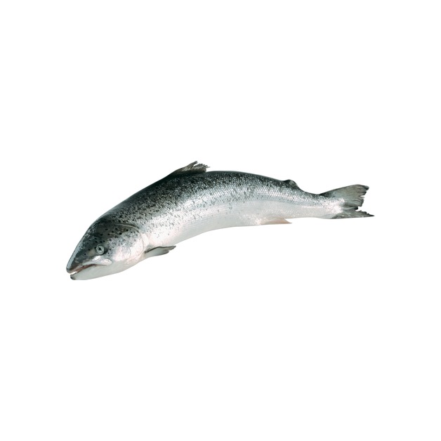 Lachs 5-6kg ausgenommen in Aquakultur gewonnen Norwegen 5-6 kg