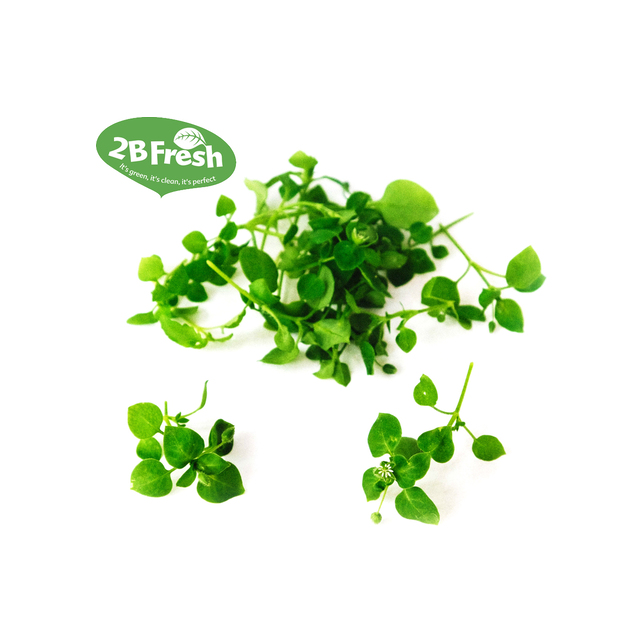 Micro Leaves Vogelmiere 30 g