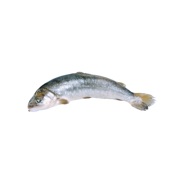 Gut Dornau Seesaibling 1-2kg ausgenommen in Aquakultur gewonnen Österreich ca. 1 kg