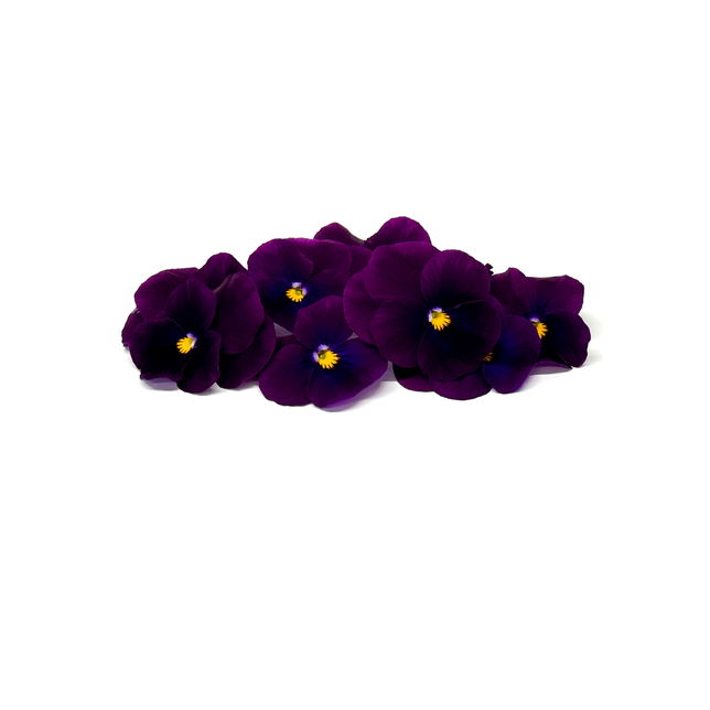 Blüten Stiefmütterchen violett