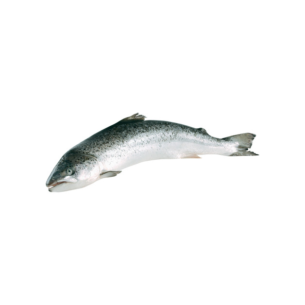 Lachs 3-4kg ausgenommen in Aquakultur gewonnen Norwegen 3 - 4 kg