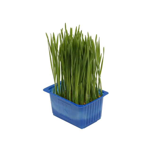Koppert Cress Wheat Grass