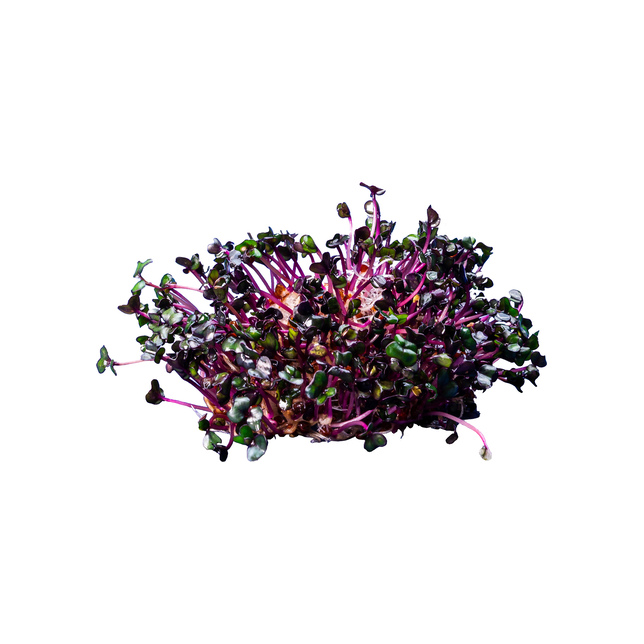 ESPRO Sprossen Violeta 250 g