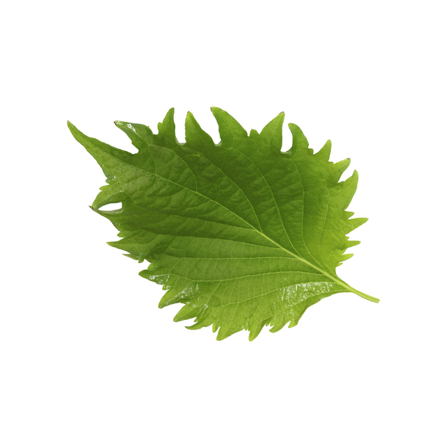 Koppert Cress Shiso Leaves green