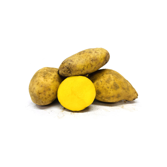 Kartoffeln Andean Sunside  40/60