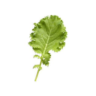 Baby Leaf Kale grün 250 g