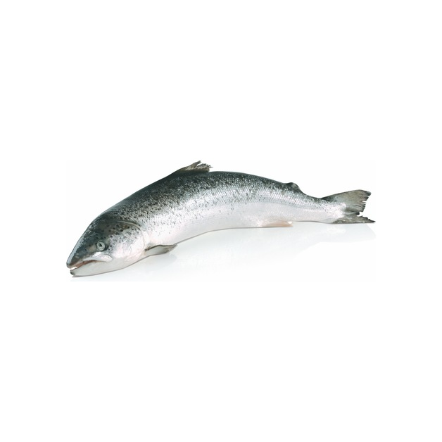 Lachs 5-6kg ausgenommen in Aqukultur gewonnen Norwegen 5-6 kg