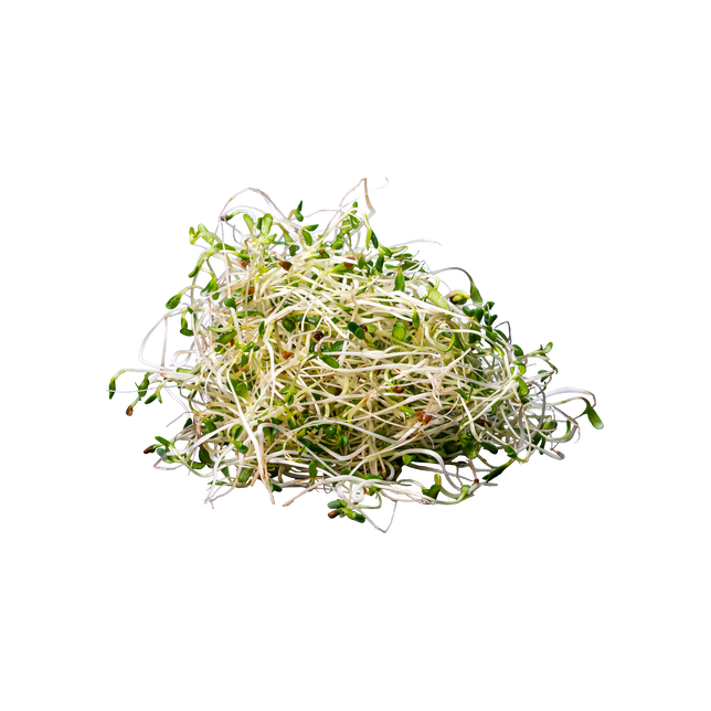 Sprossen Alfalfa 100g