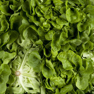 Salat Eichblatt grün CH