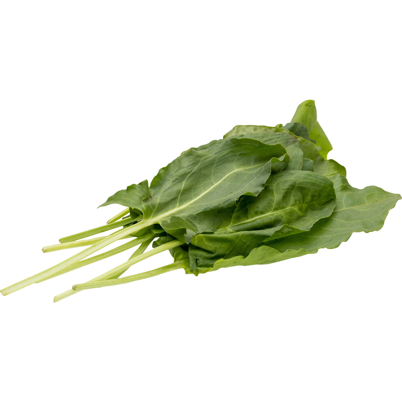 Transgourmet Österreich - Sauerampfer KL.1 100 g