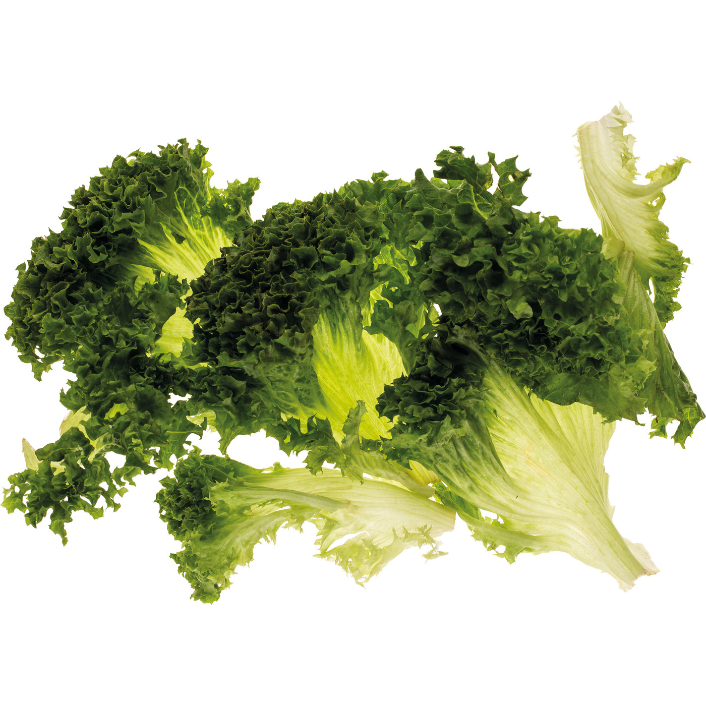 Transgourmet Österreich - Quality Lollo Verde gezupft 500 g