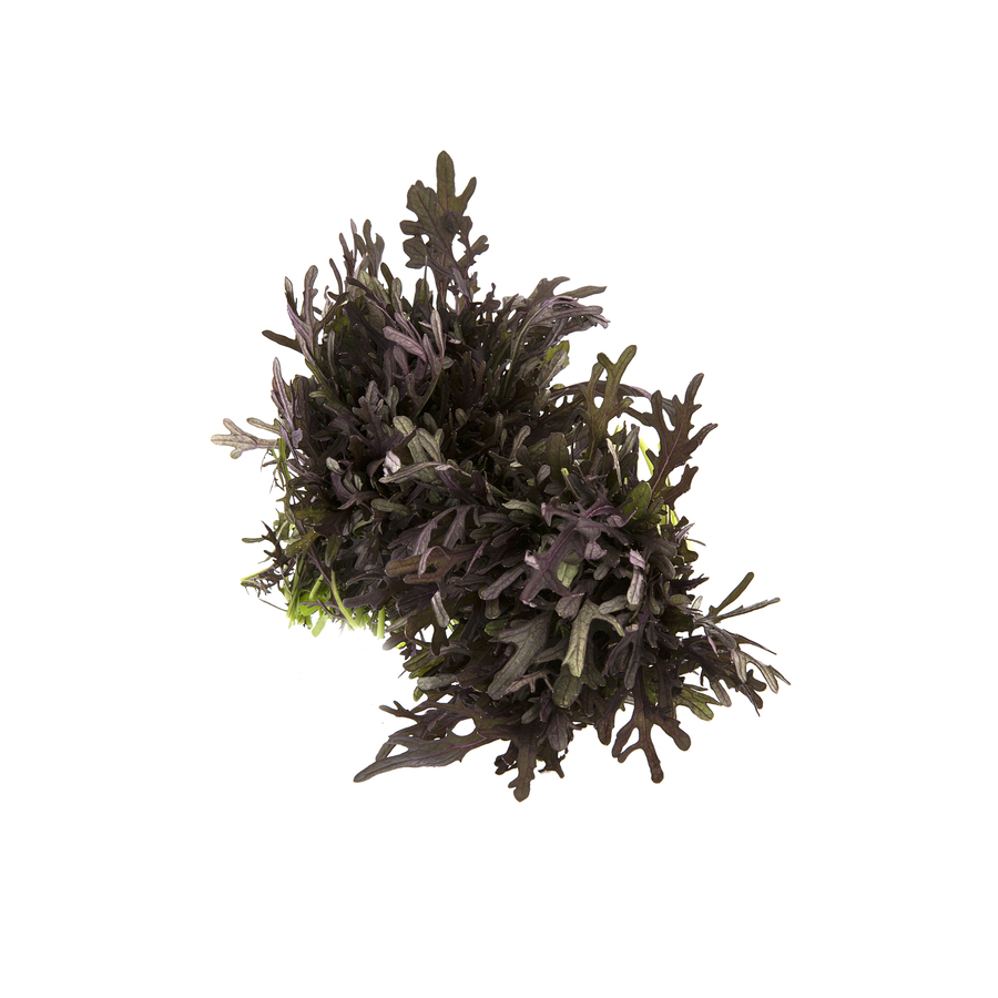 MUNDO AG - Roter Rucola / Red Frills