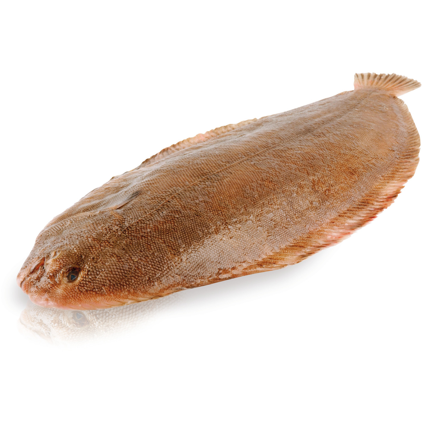 Transgourmet Österreich - Seezunge 500-600g Zucht in Aquakultur ...